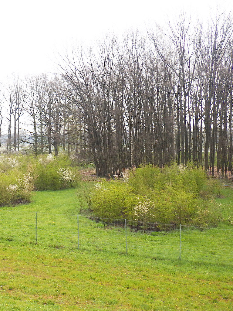 Alluvial forest development, Brandenburg