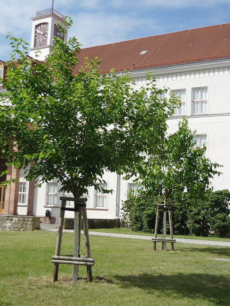 Comprehensive school, Brandenburg